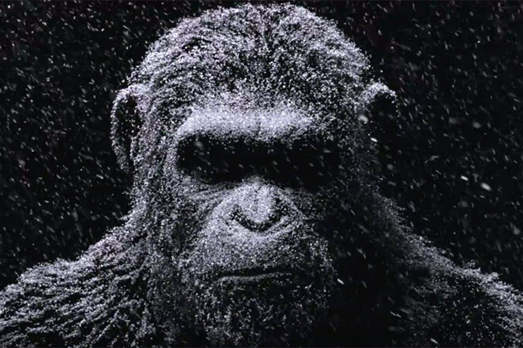 planete-singes-suprematie